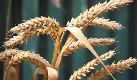 closeup of a wheat stalk ready for harvesting