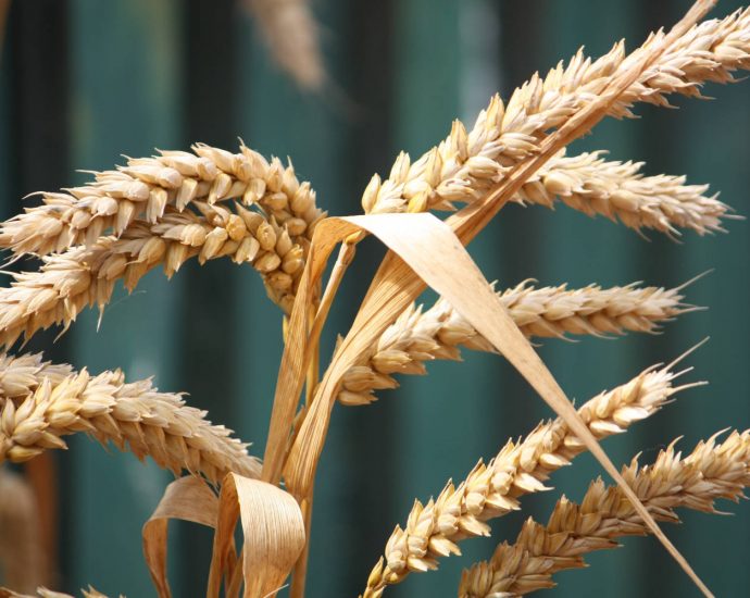 closeup of a wheat stalk ready for harvesting