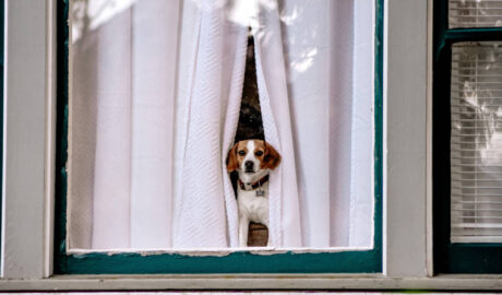 beagle looking out of home window