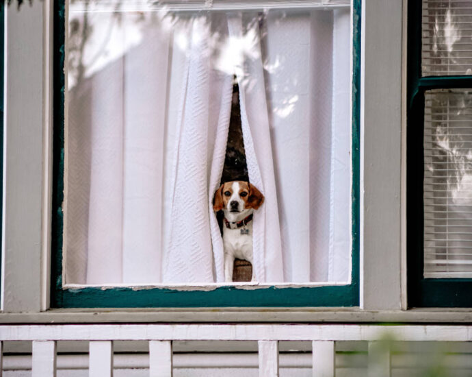 beagle looking out of home window