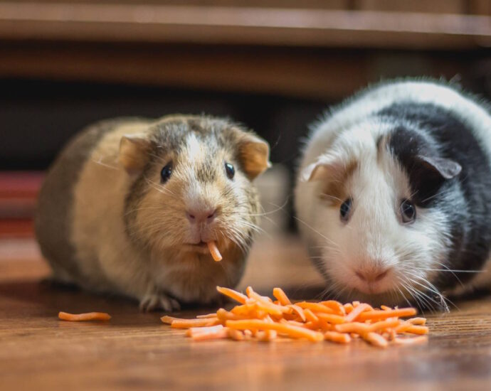 two guinea pigs eating carrot bits