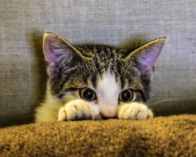 cat hiding behind paws